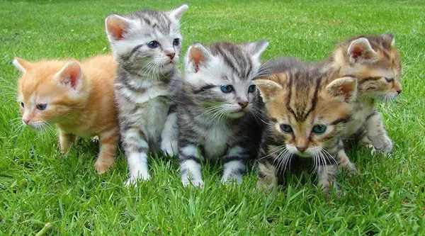 kittens-555822_1920