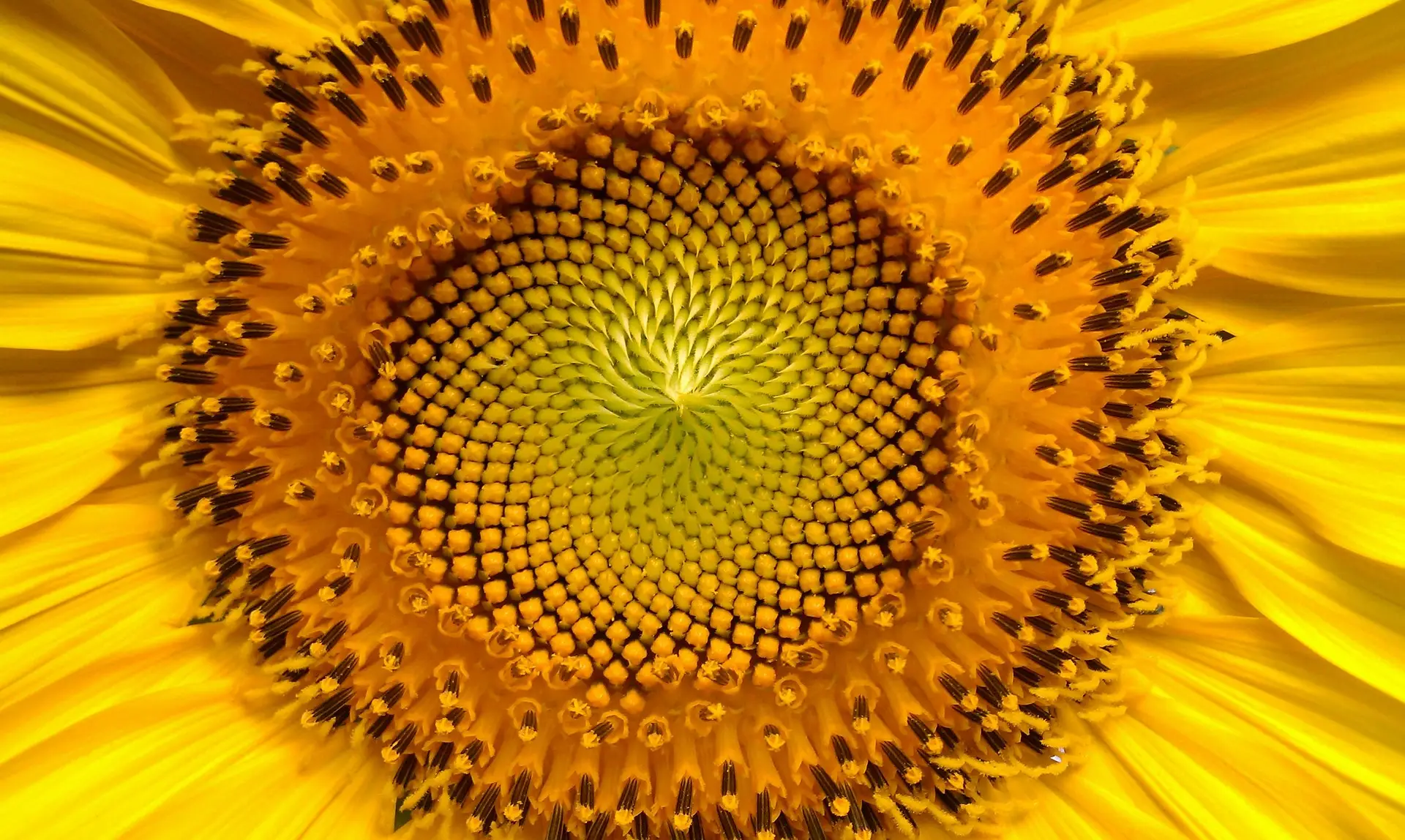 girasole-94187_1920