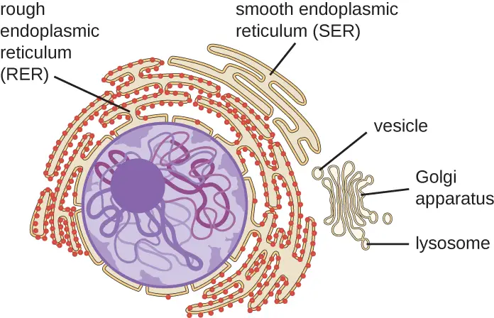 corps-endoplasmique-réticulum-CFCF-wikimedia-link