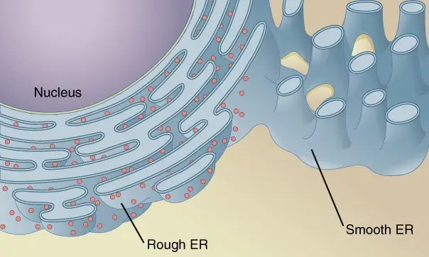 lichaams-endoplasmatisch reticulum-CFCF-Wikimedia-link-naar-CC-3.0