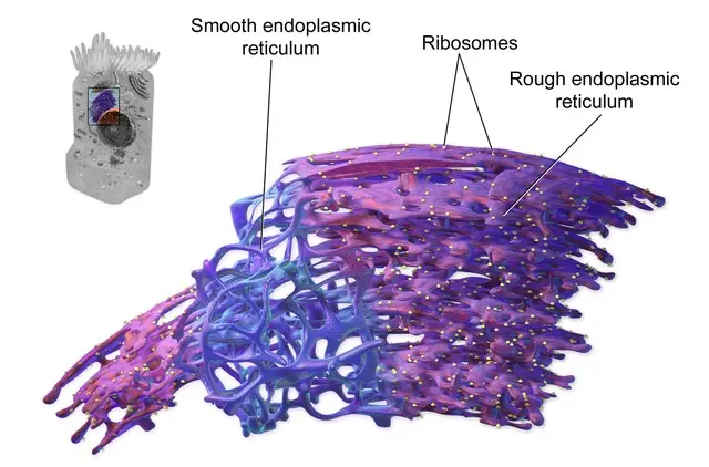 body-endoplasmatisch-reticulum-wikimedia-commons-link