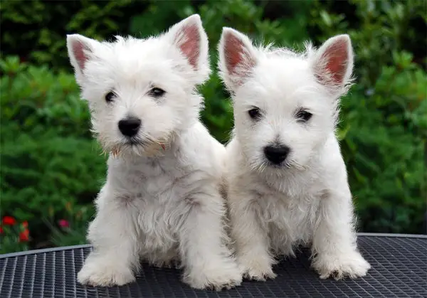 body_westie_pups.webp