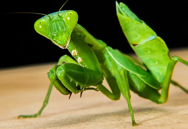 ボディカマキリ