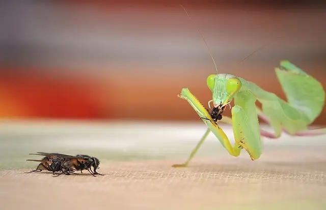 体を食べる