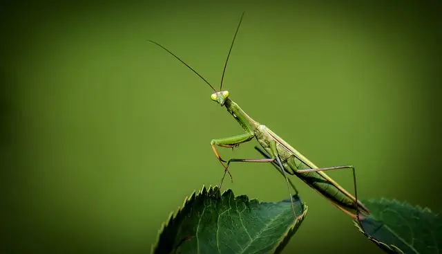 característica_mantis