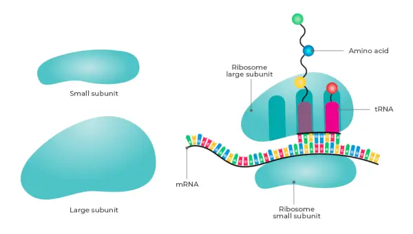 Ribosomstruktur