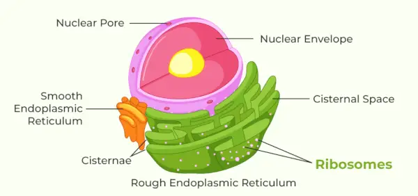 Ribosomer-diagram