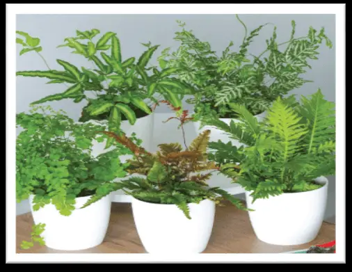 Plantes contre animaux