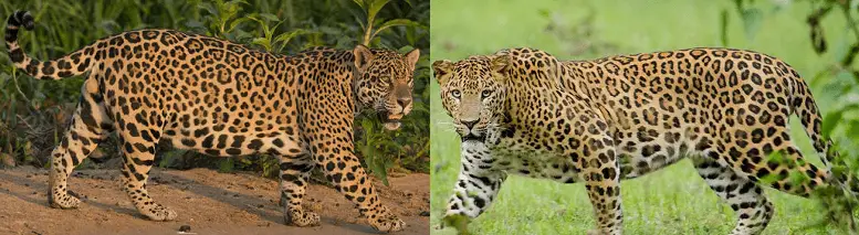 Jaguar vs. Leopardo