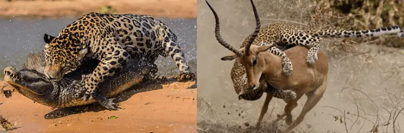 Jaguar vs. Leopardo