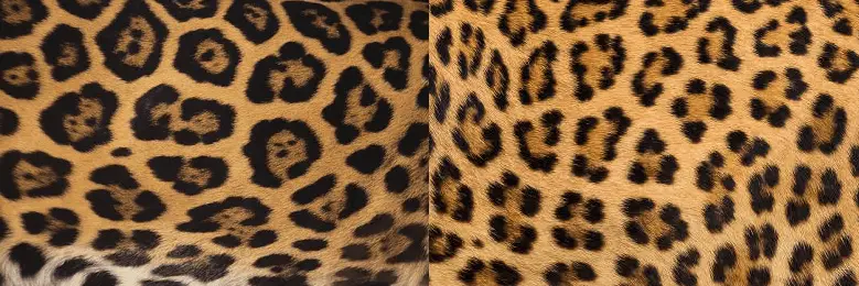 Jaguar vs. Leopard