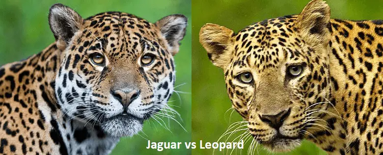 Jaguārs pret leopardu