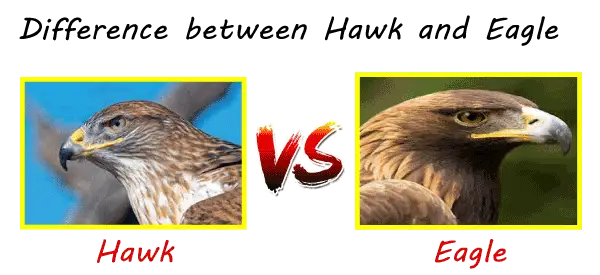 Falcão vs Águia