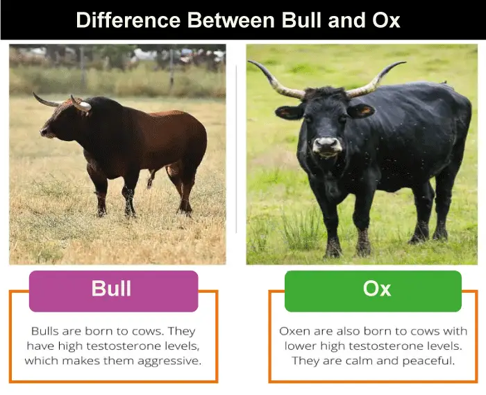 Différence entre le bœuf et le taureau