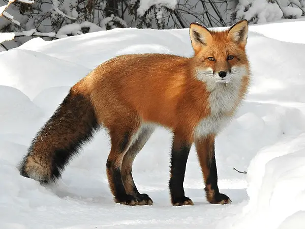 Différence entre le renard et le loup