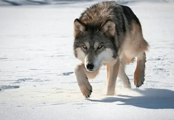 Différence entre le renard et le loup