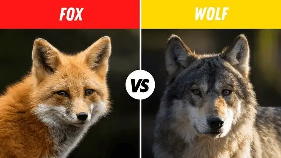 Rozdíl mezi Foxem a Wolfem