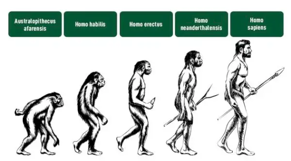Forskellen mellem Homosapiens og Neanderthals